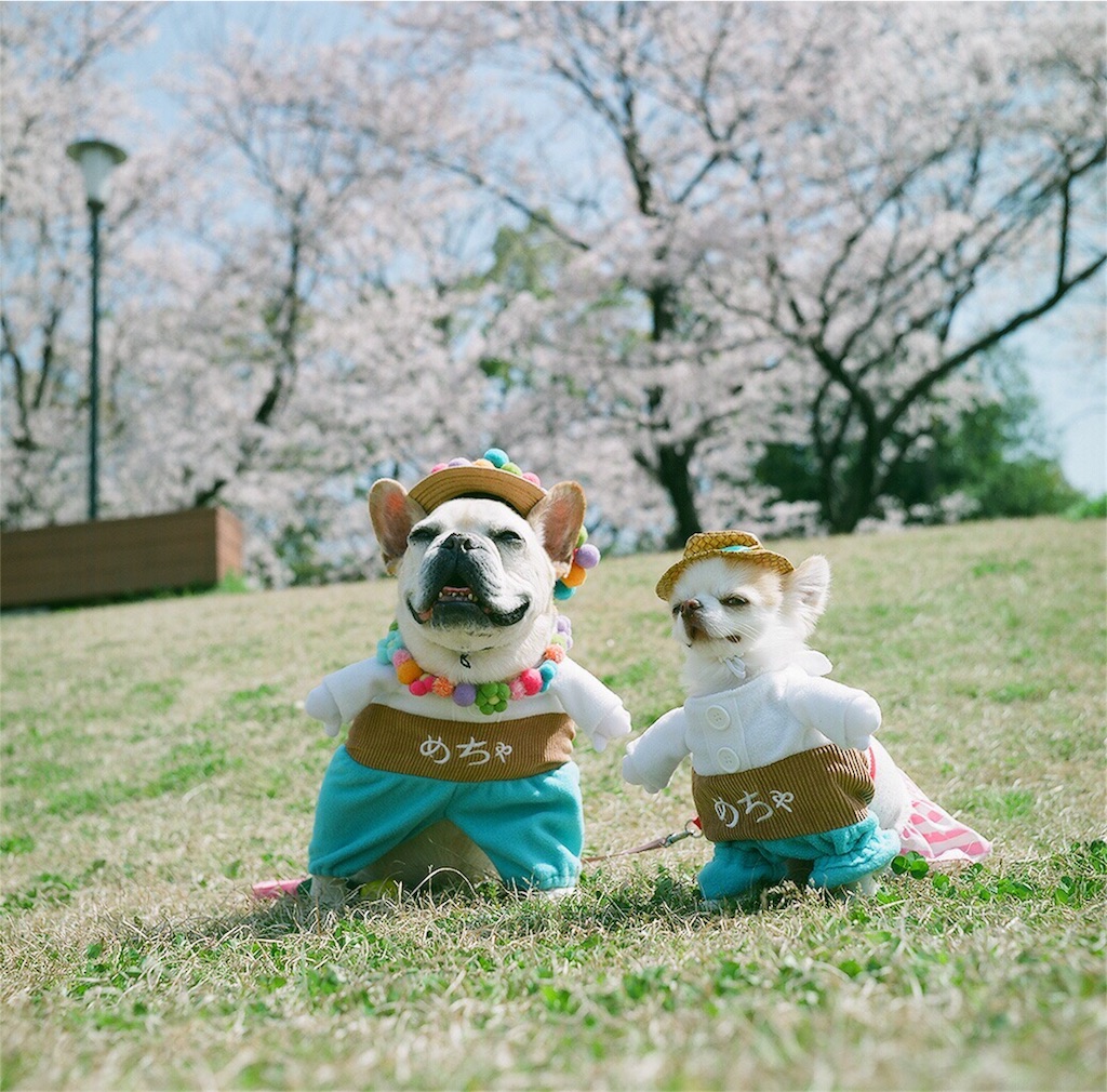 f:id:acopi:20180407192004j:image f:id:acopi:20180407192004j:image