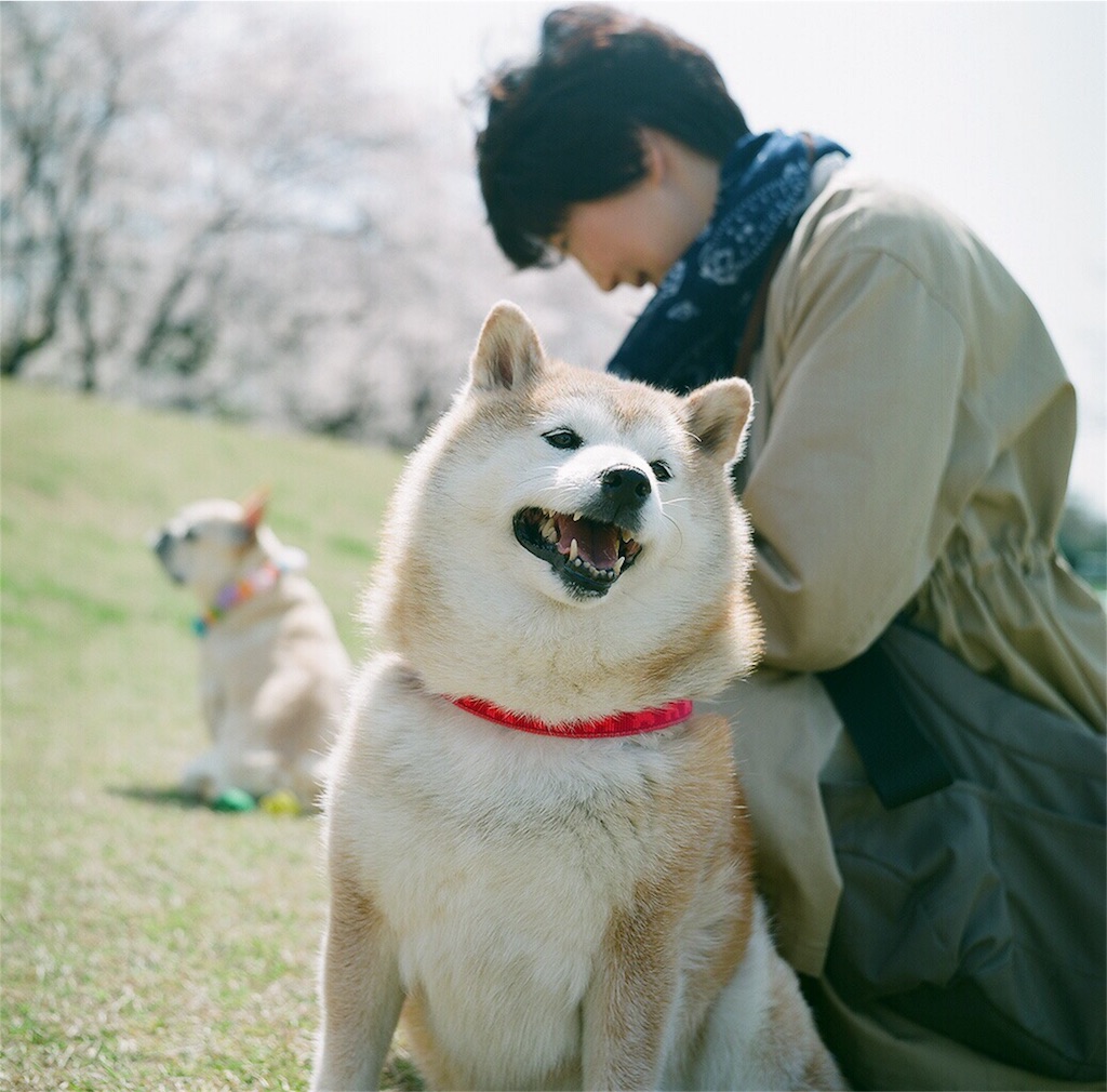 f:id:acopi:20180407192039j:image f:id:acopi:20180407192039j:image