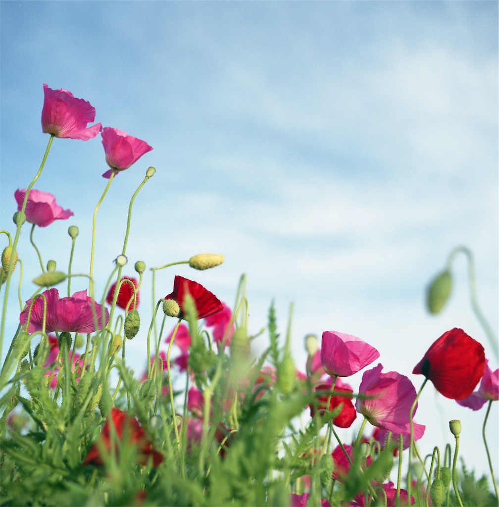 f:id:acopi:20180531174123j:image