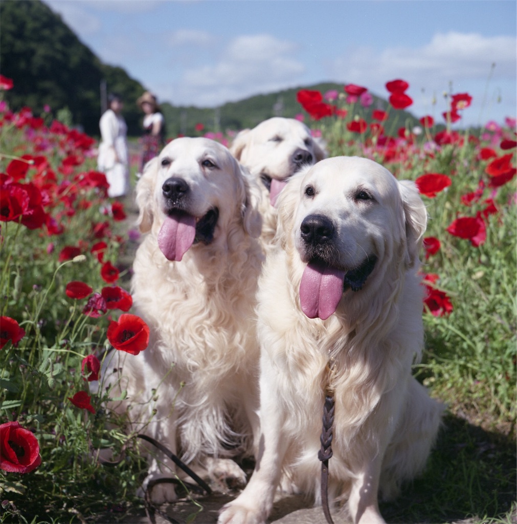 f:id:acopi:20180531174156j:image