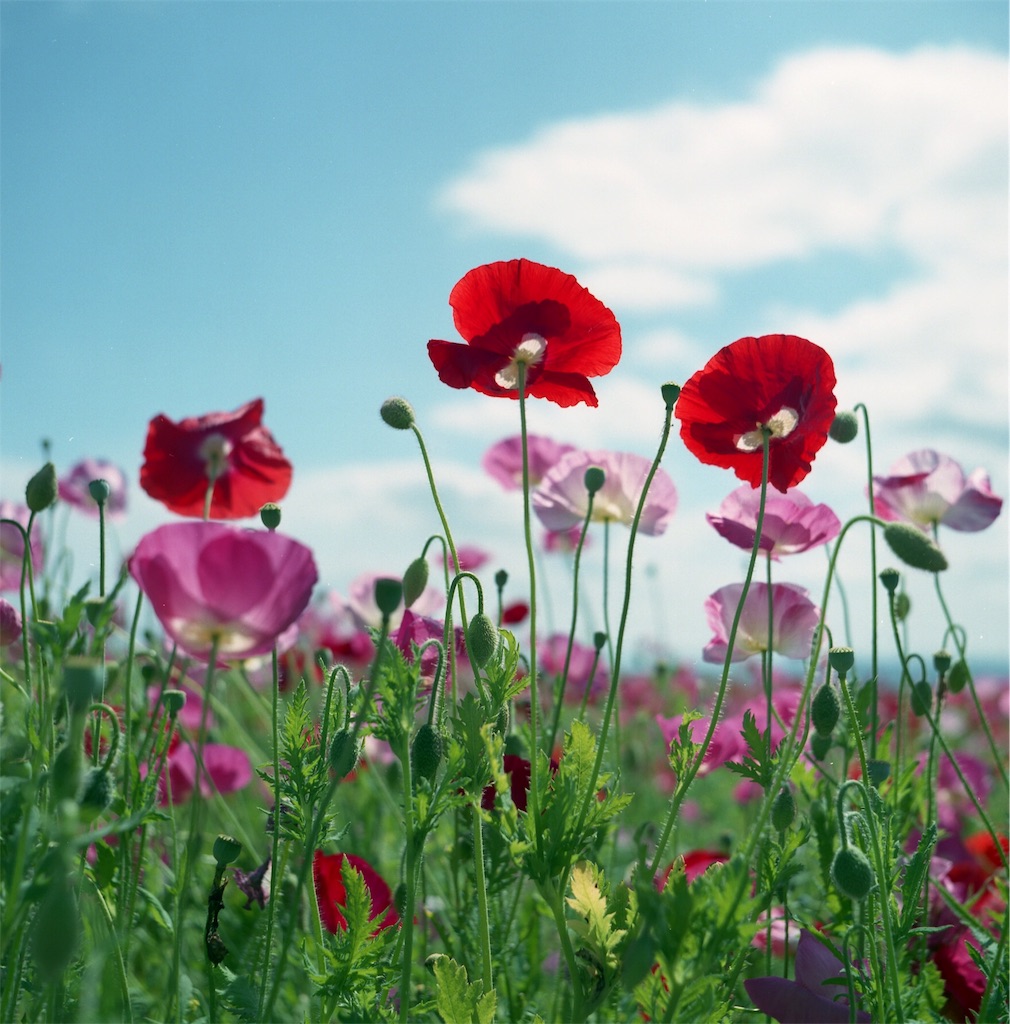 f:id:acopi:20180531174205j:image