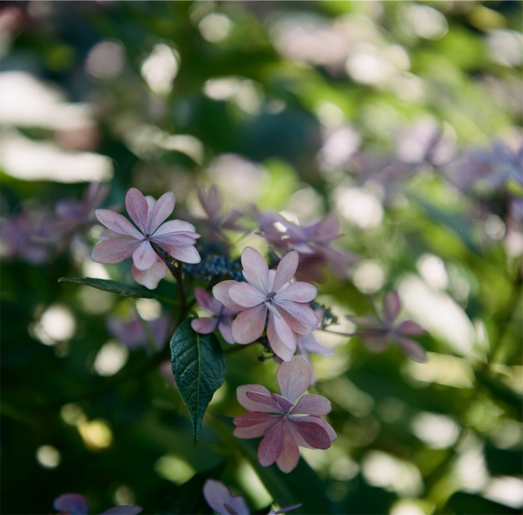 f:id:acopi:20180706052953j:image f:id:acopi:20180706052953j:image