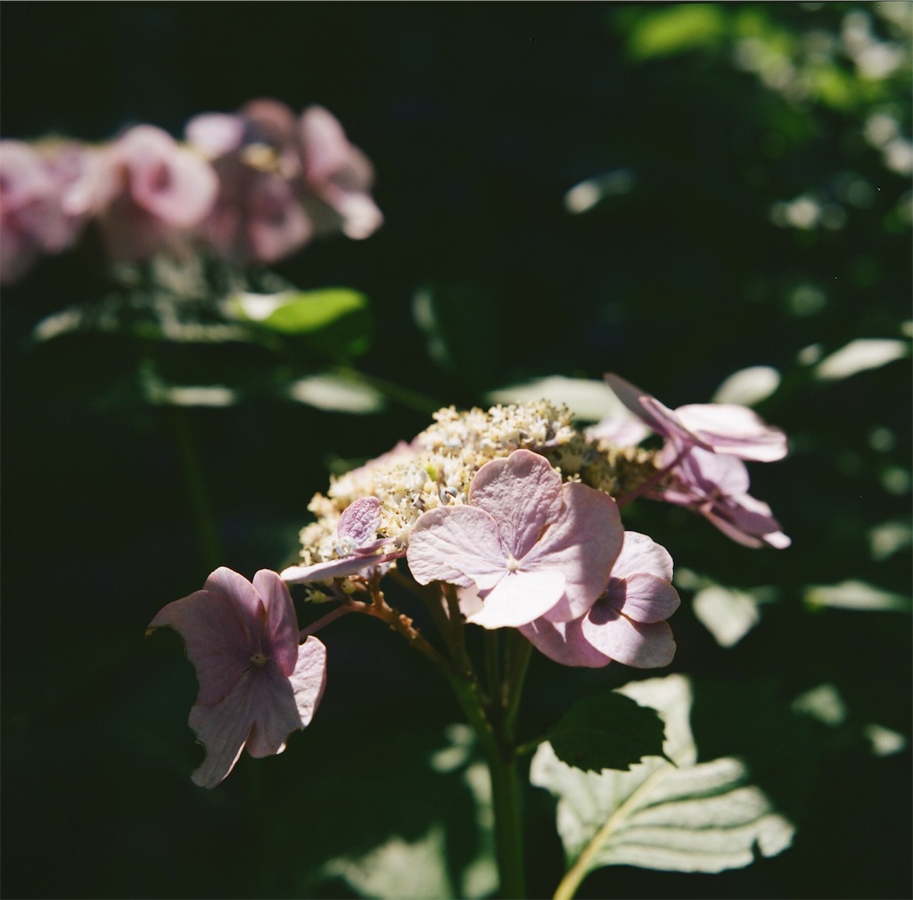 f:id:acopi:20180706052958j:image f:id:acopi:20180706052958j:image