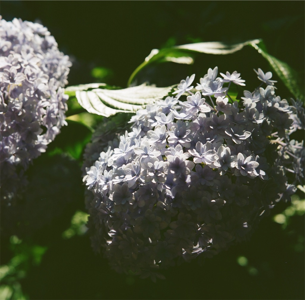 f:id:acopi:20180706053007j:image f:id:acopi:20180706053007j:image