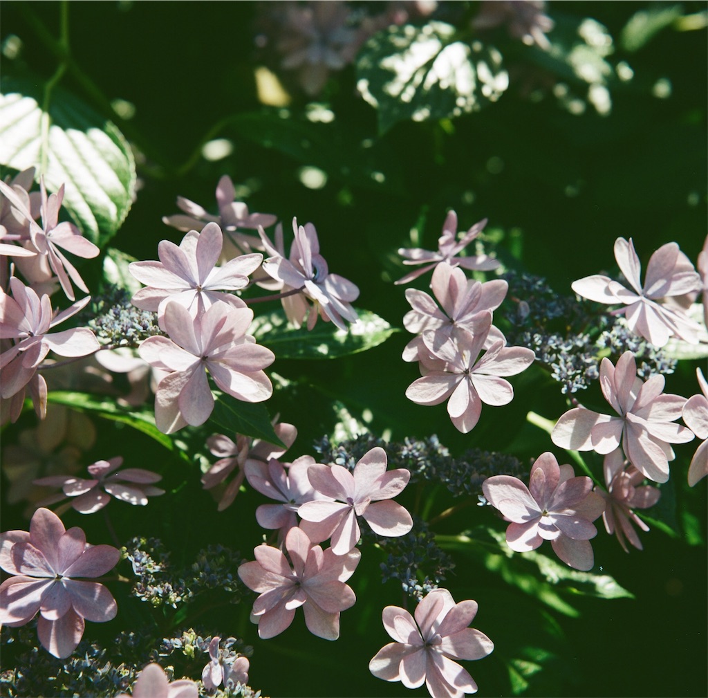 f:id:acopi:20180706053042j:image f:id:acopi:20180706053042j:image