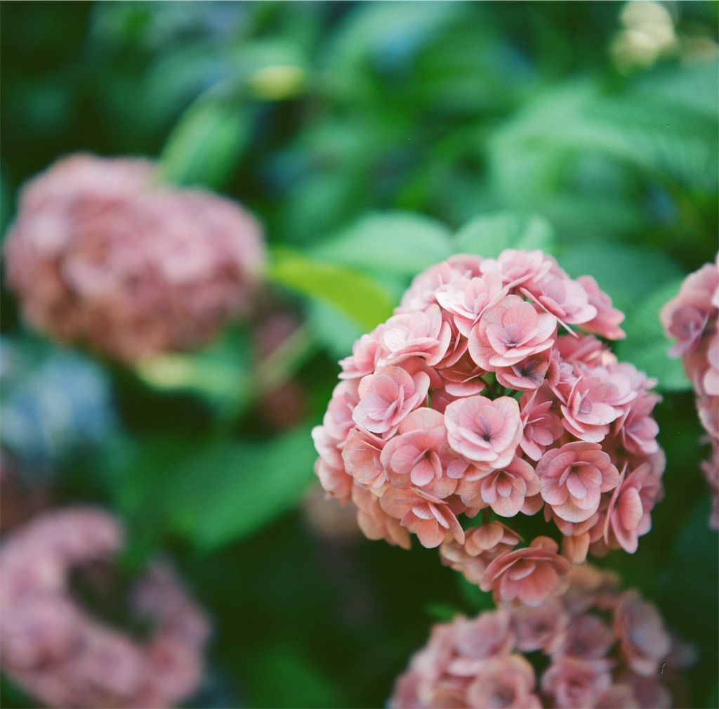 f:id:acopi:20180706053048j:image f:id:acopi:20180706053048j:image