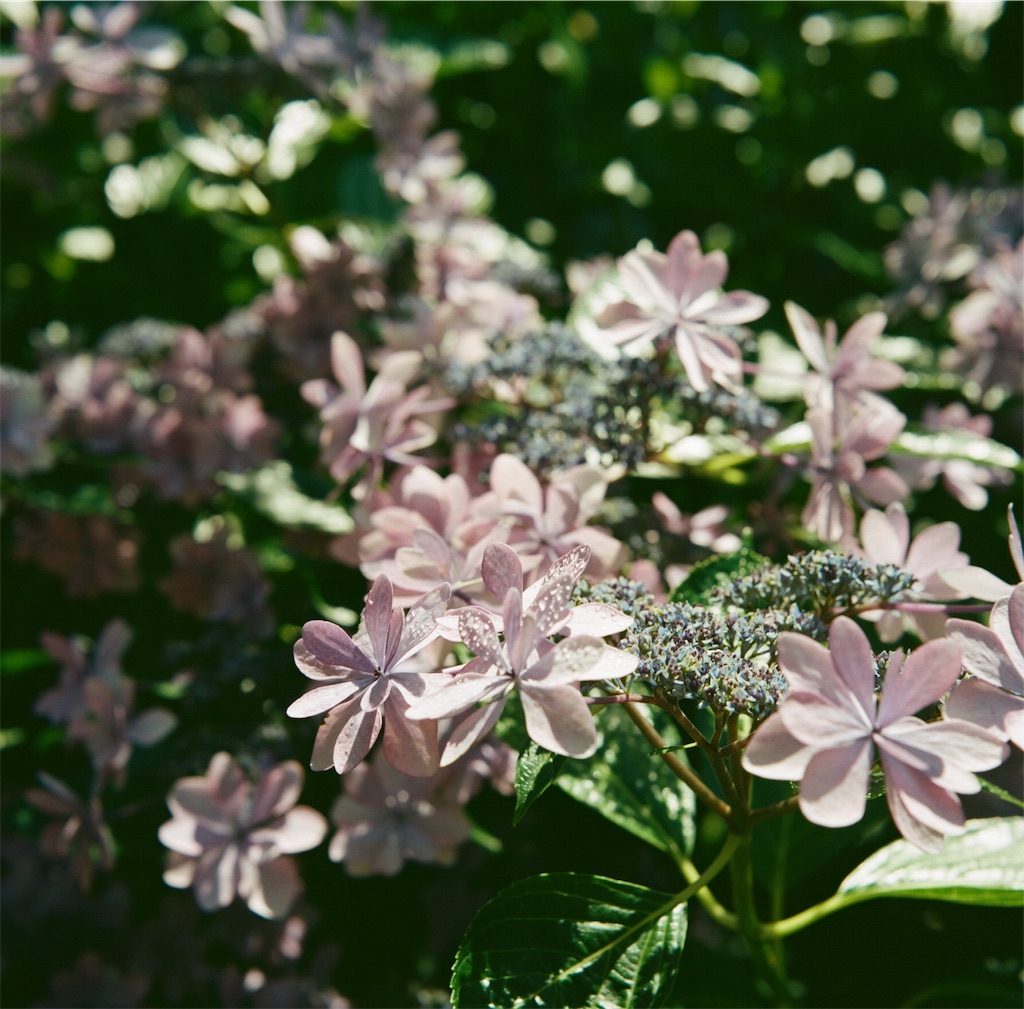 f:id:acopi:20180706053055j:image f:id:acopi:20180706053055j:image