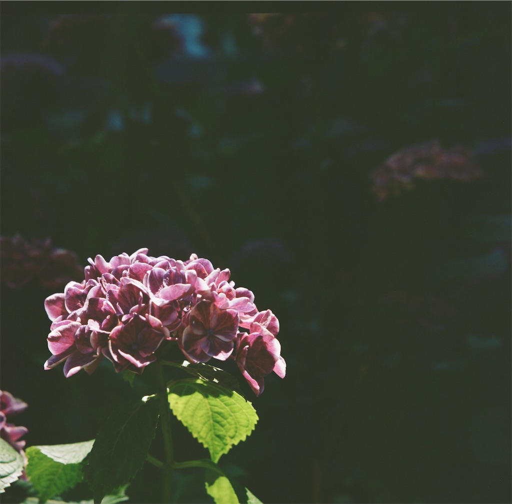 f:id:acopi:20180706053102j:image f:id:acopi:20180706053102j:image