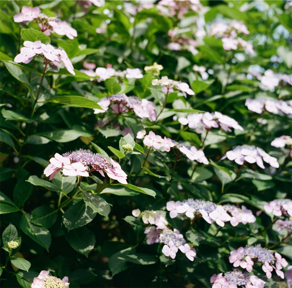 f:id:acopi:20180706053212j:image f:id:acopi:20180706053212j:image