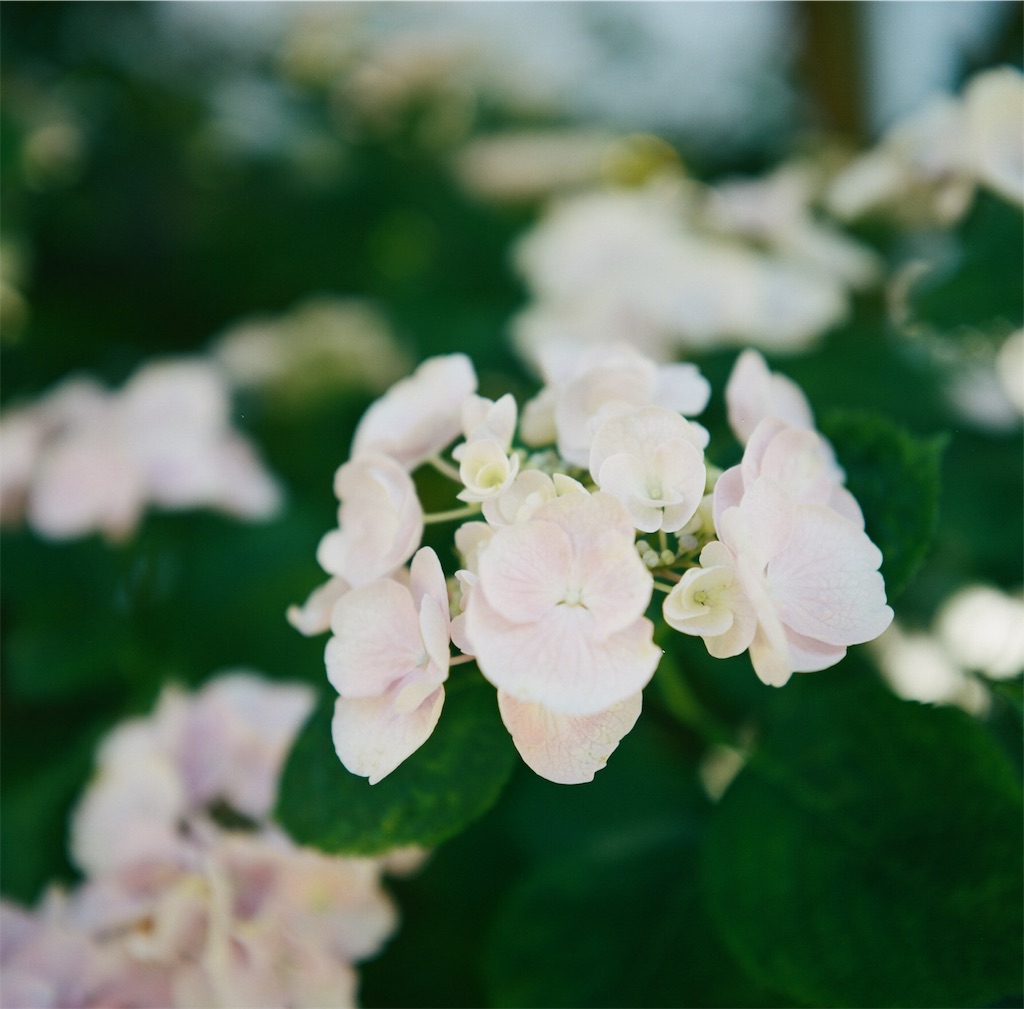 f:id:acopi:20180706053216j:image f:id:acopi:20180706053216j:image