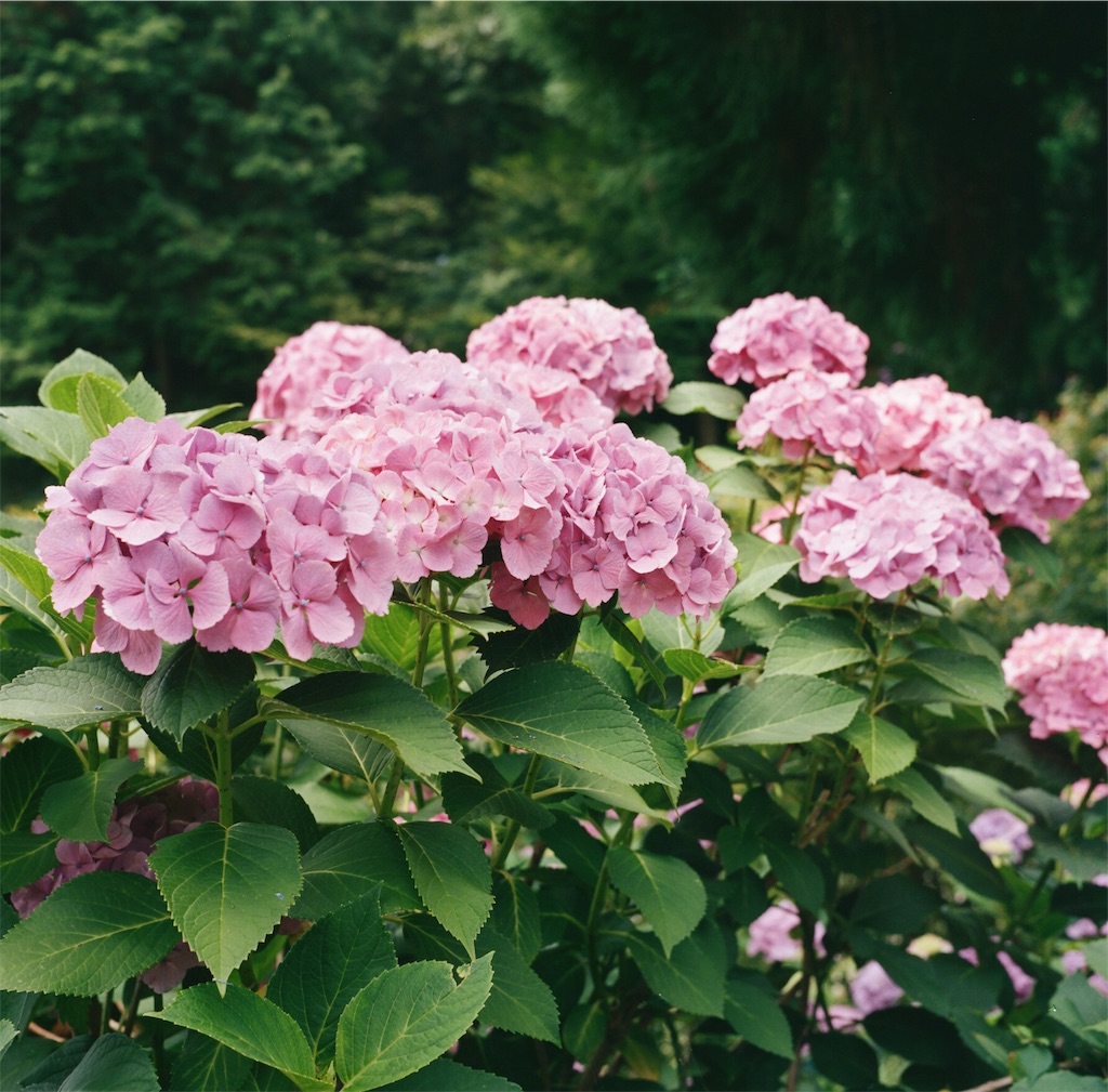 f:id:acopi:20180706053221j:image f:id:acopi:20180706053221j:image