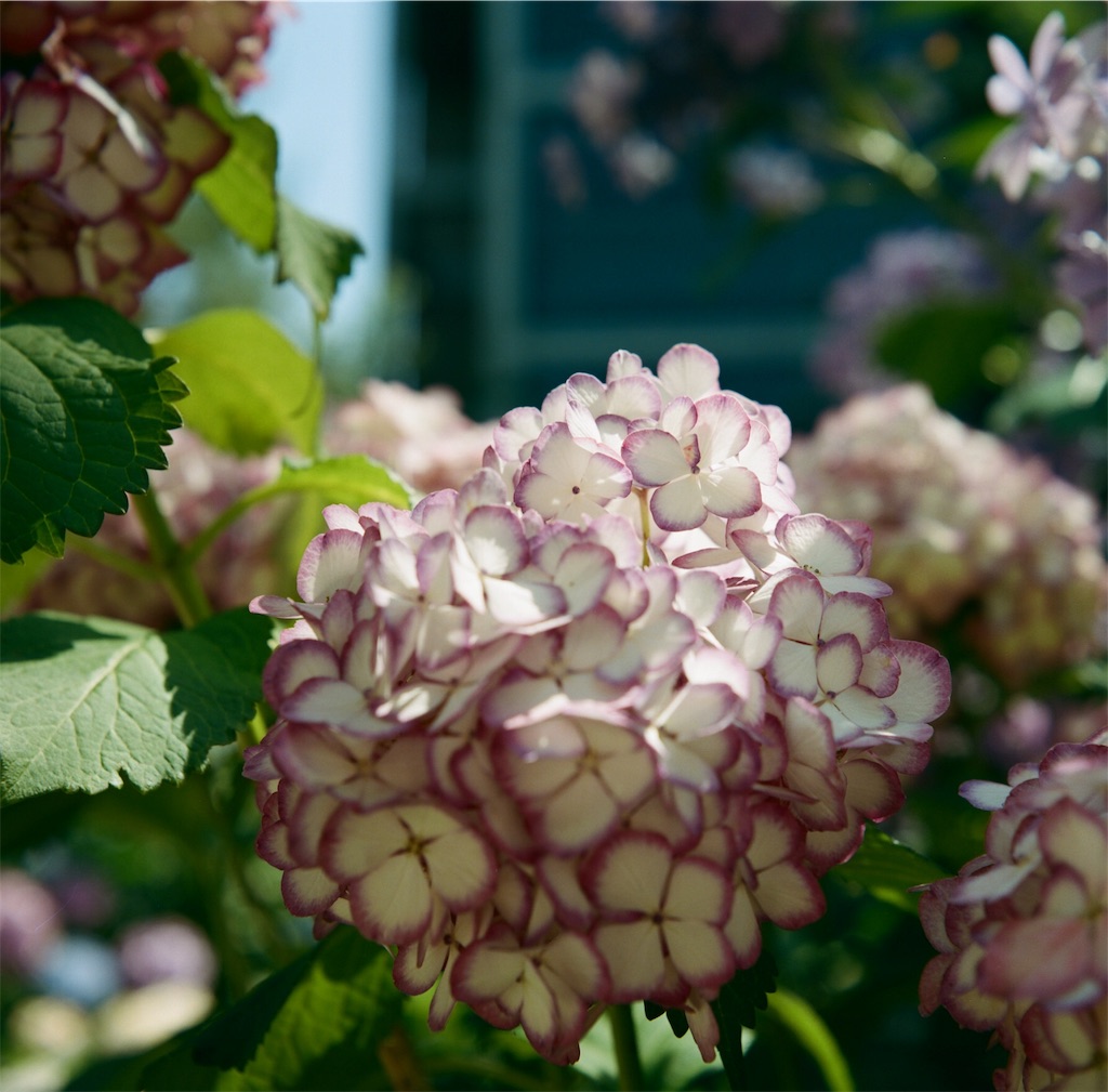 f:id:acopi:20180706053230j:image f:id:acopi:20180706053230j:image