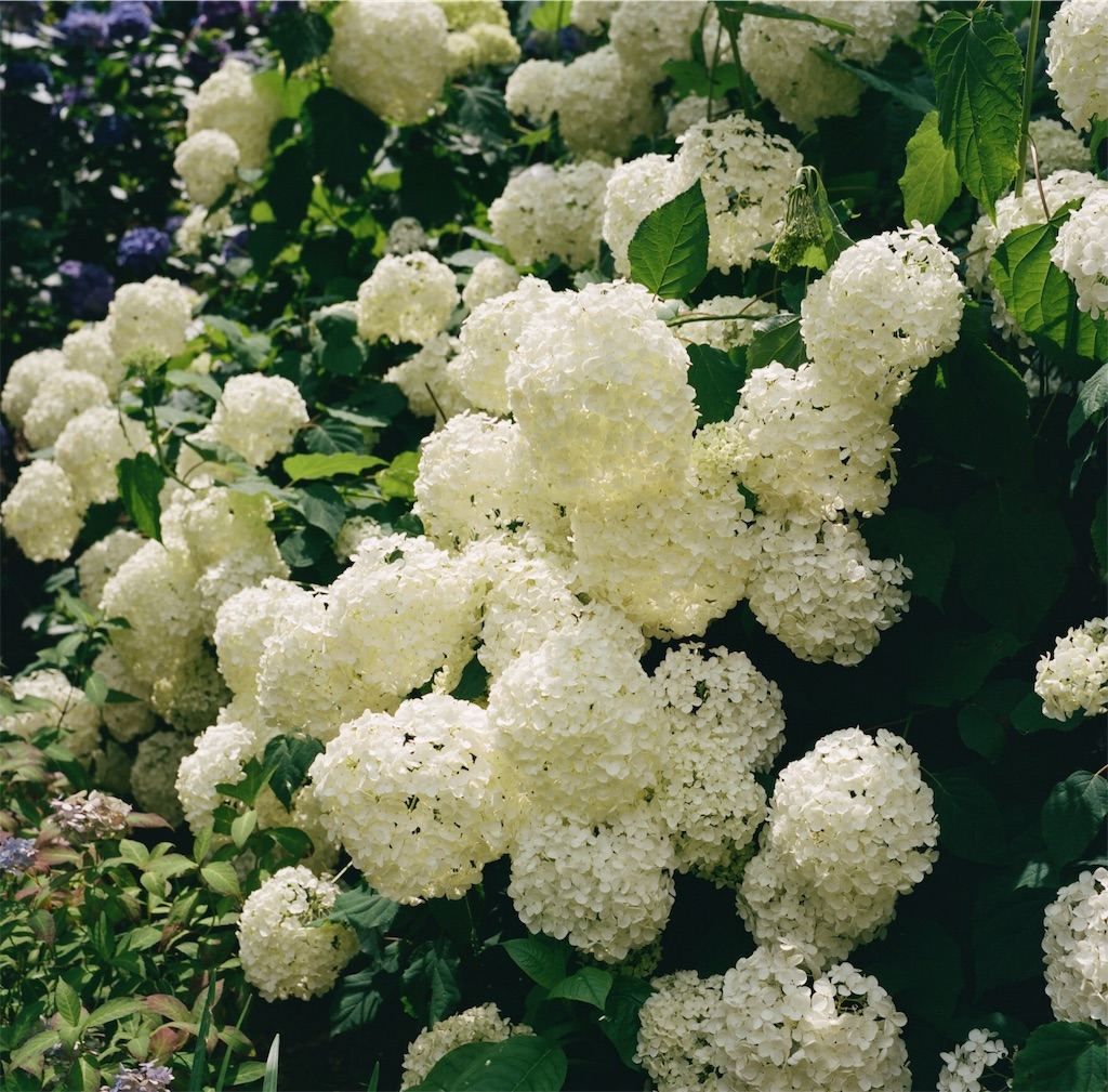 f:id:acopi:20180706053237j:image f:id:acopi:20180706053237j:image