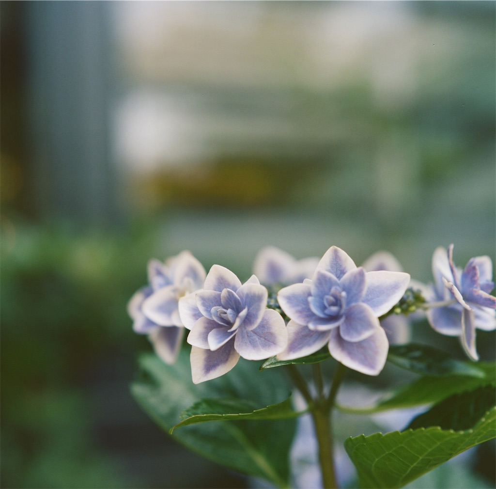 f:id:acopi:20180706053301j:image f:id:acopi:20180706053301j:image