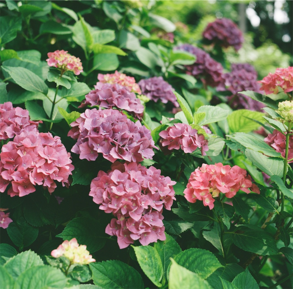 f:id:acopi:20180706053305j:image f:id:acopi:20180706053305j:image