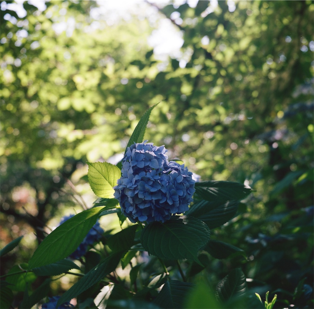 f:id:acopi:20180706053310j:image f:id:acopi:20180706053310j:image