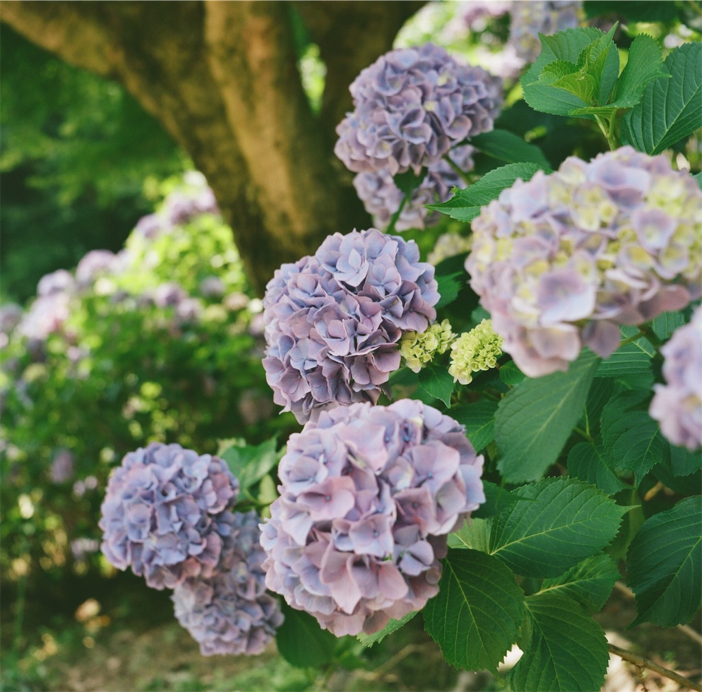 f:id:acopi:20180706053319j:image f:id:acopi:20180706053319j:image