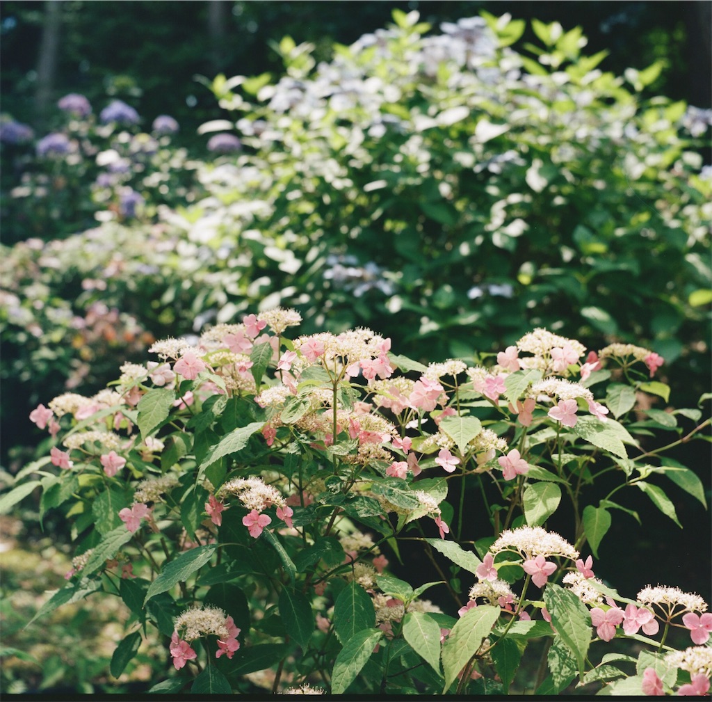 f:id:acopi:20180706053344j:image f:id:acopi:20180706053344j:image