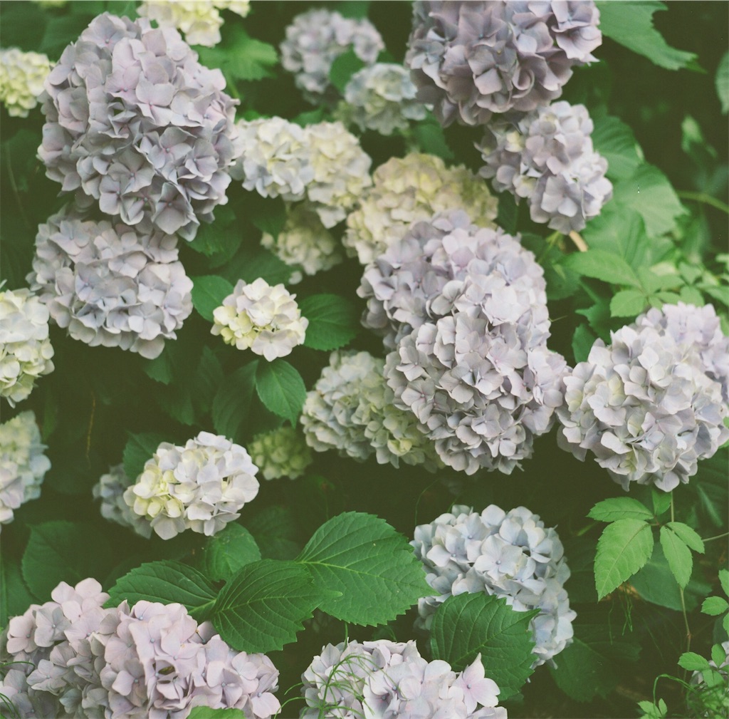 f:id:acopi:20180706053349j:image f:id:acopi:20180706053349j:image