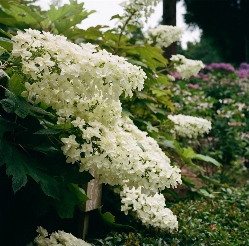 f:id:acopi:20180706053408j:image f:id:acopi:20180706053408j:image