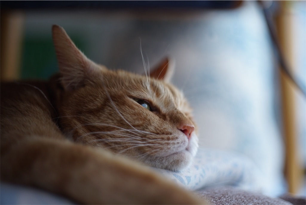 f:id:acopi:20180906160721j:image