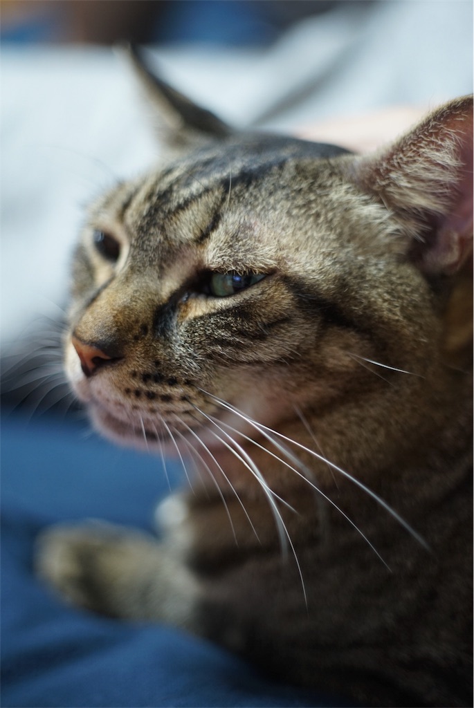 f:id:acopi:20180906161006j:image