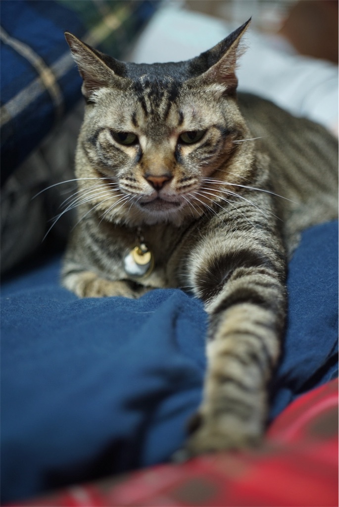 f:id:acopi:20180906161013j:image