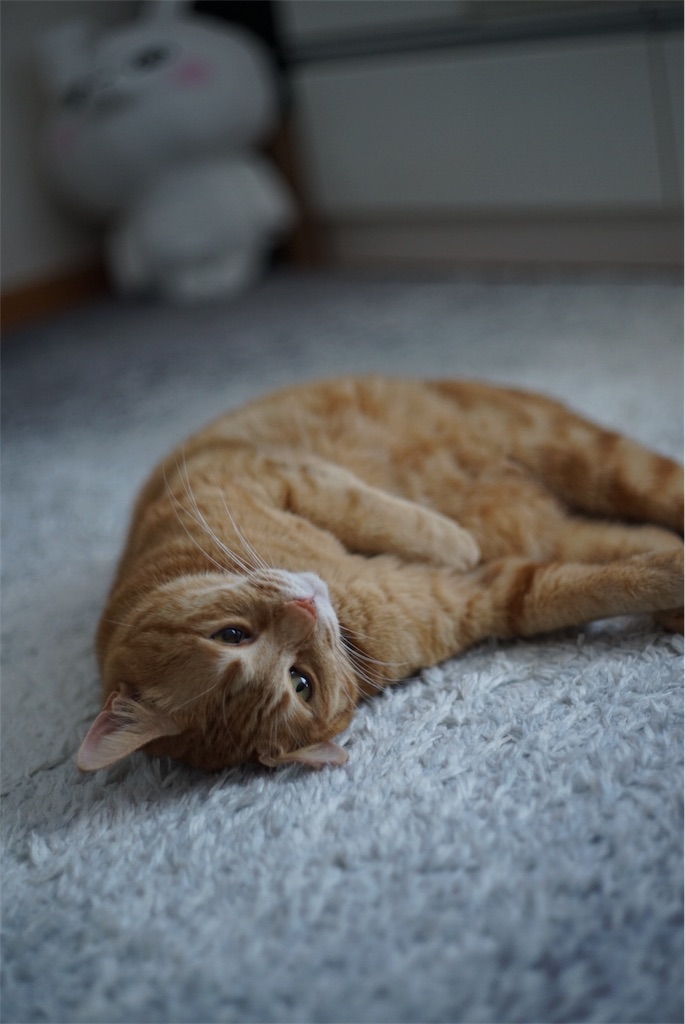 f:id:acopi:20180906161103j:image