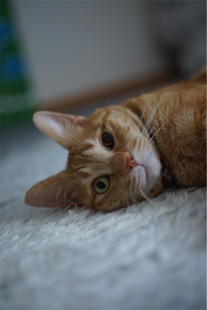 f:id:acopi:20180906163119j:image