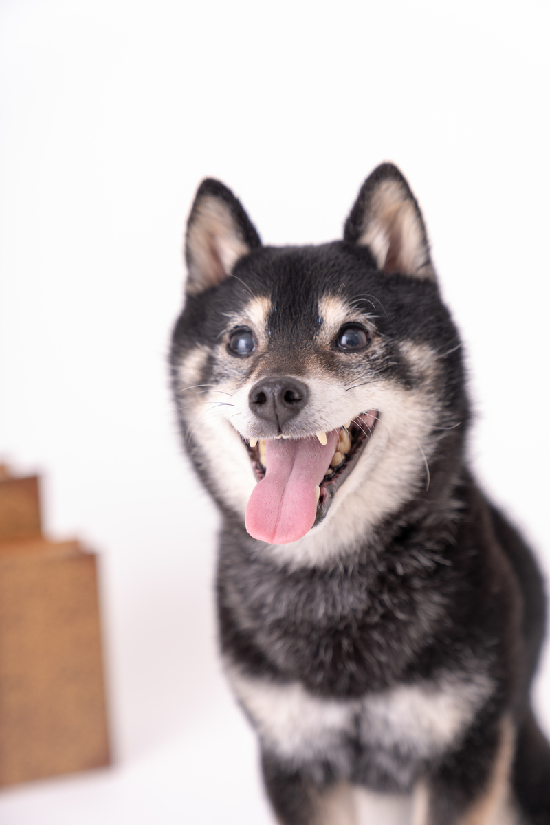 f:id:acsasae:20190414125054j:plain f:id:acsasae:20190414125054j:plain