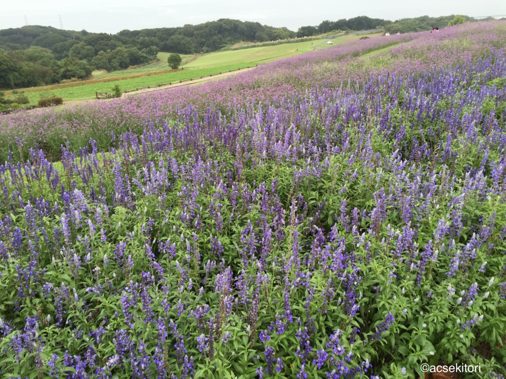 f:id:acsekitori:20160914091812j:plain