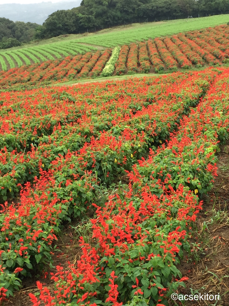 f:id:acsekitori:20160914091828j:plain