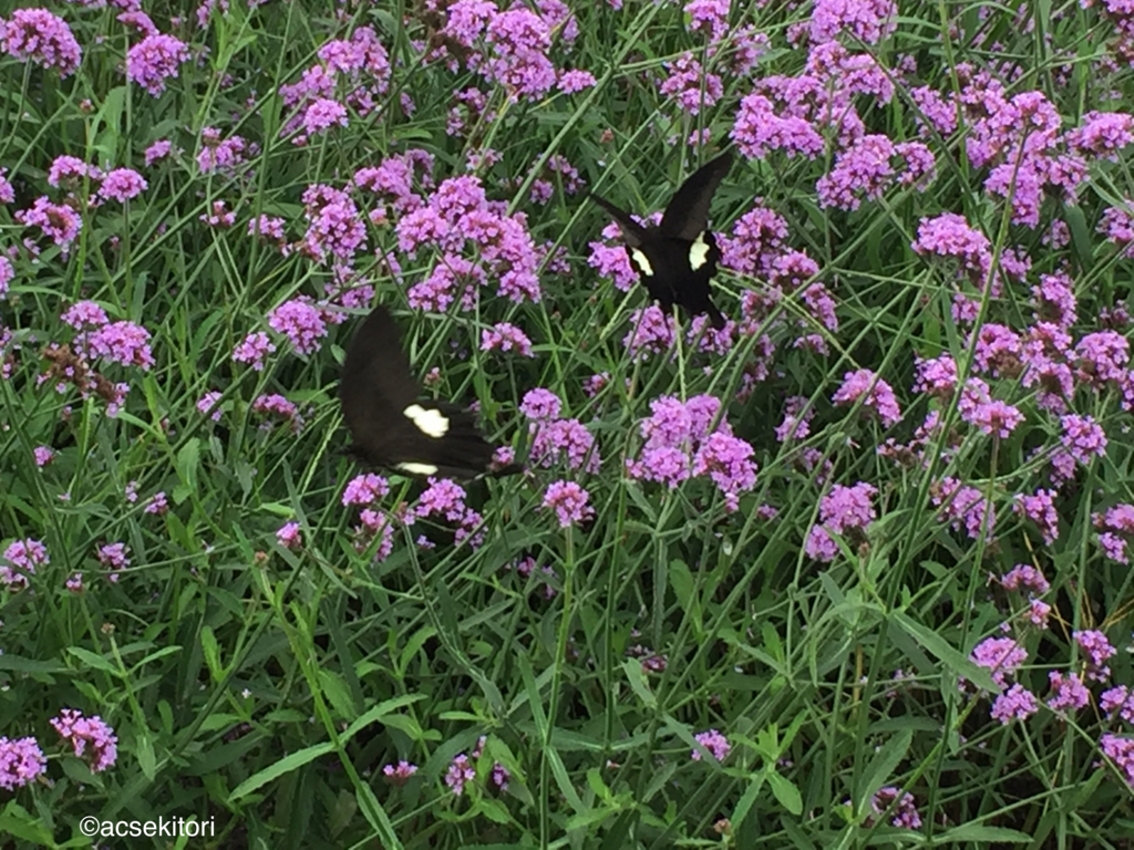 f:id:acsekitori:20160914091922j:plain