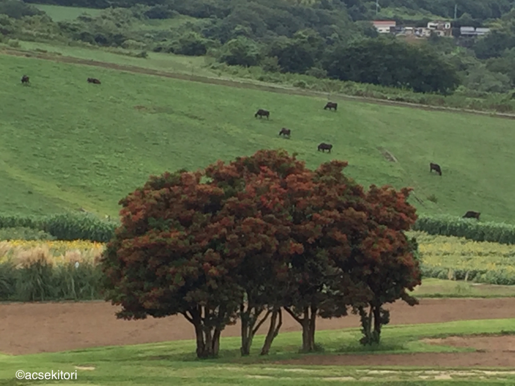 f:id:acsekitori:20160914092012j:plain