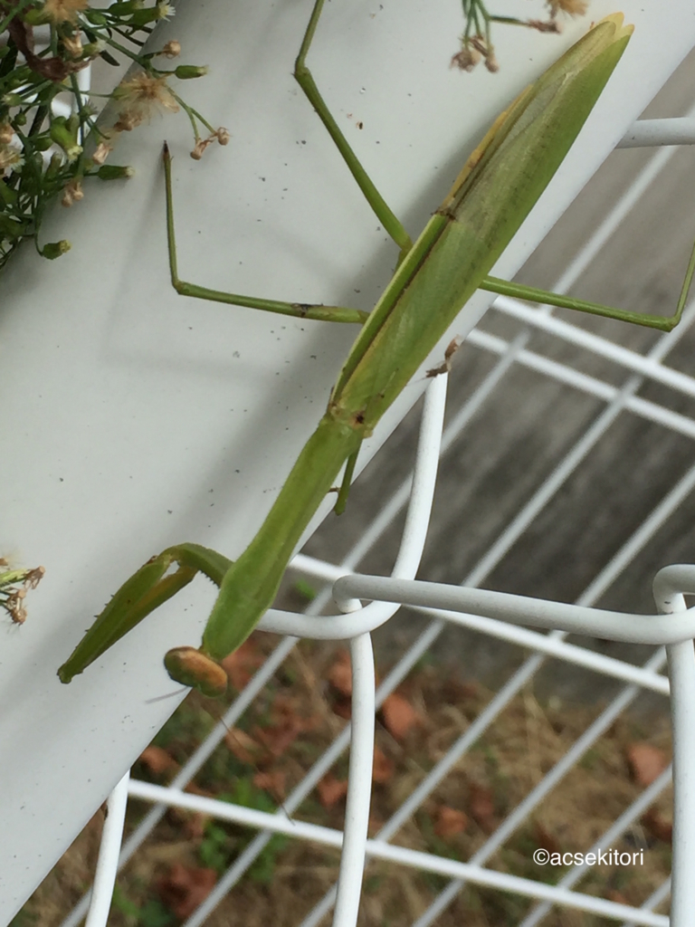 f:id:acsekitori:20160916160416j:plain f:id:acsekitori:20160916160416j:plain