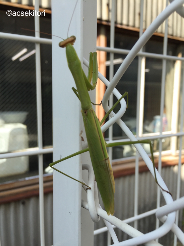 f:id:acsekitori:20160916172225j:plain f:id:acsekitori:20160916172225j:plain