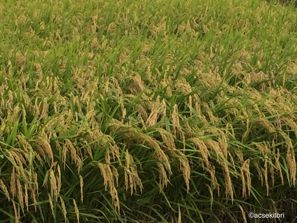 f:id:acsekitori:20160927211159j:plain f:id:acsekitori:20160927211159j:plain