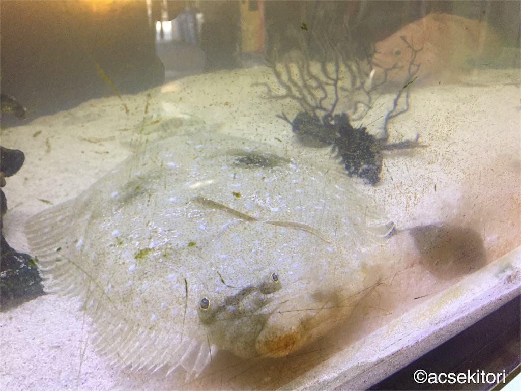 f:id:acsekitori:20170929120534j:image f:id:acsekitori:20170929120534j:image