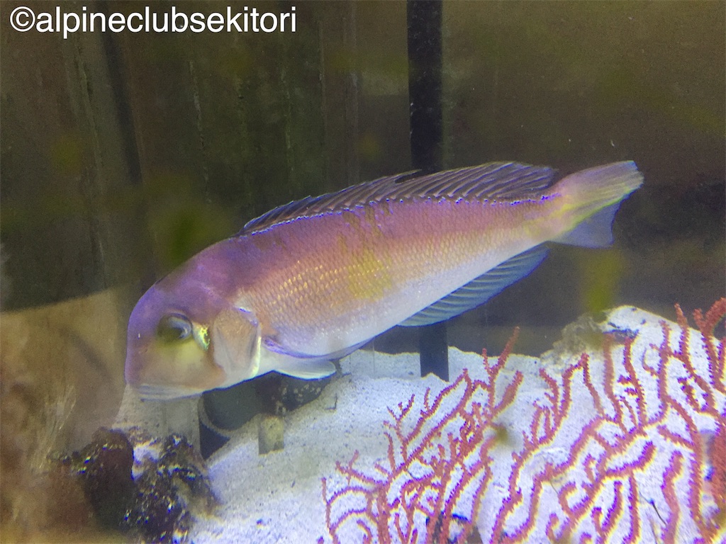 f:id:acsekitori:20190225191517j:image f:id:acsekitori:20190225191517j:image