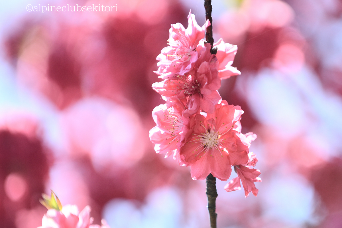 f:id:acsekitori:20190322171457j:plain