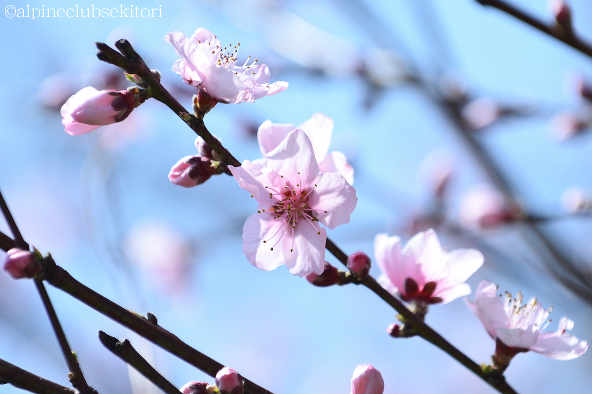 f:id:acsekitori:20190322171506j:plain