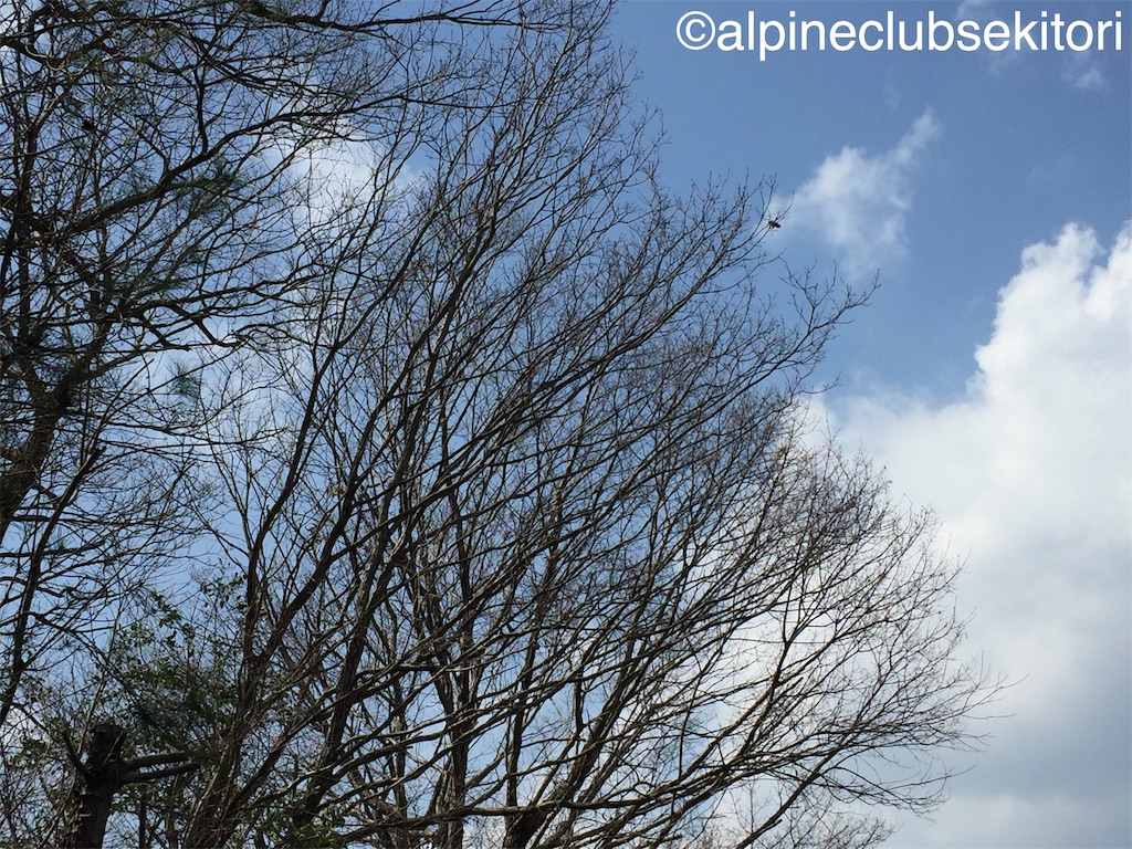 f:id:acsekitori:20190329111618j:image f:id:acsekitori:20190329111618j:image