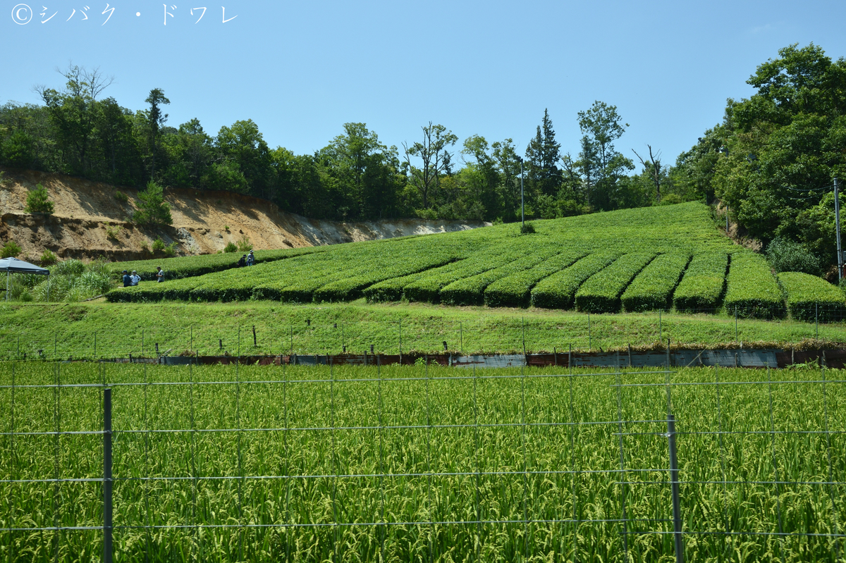 f:id:acsekitori:20190806160729j:plain