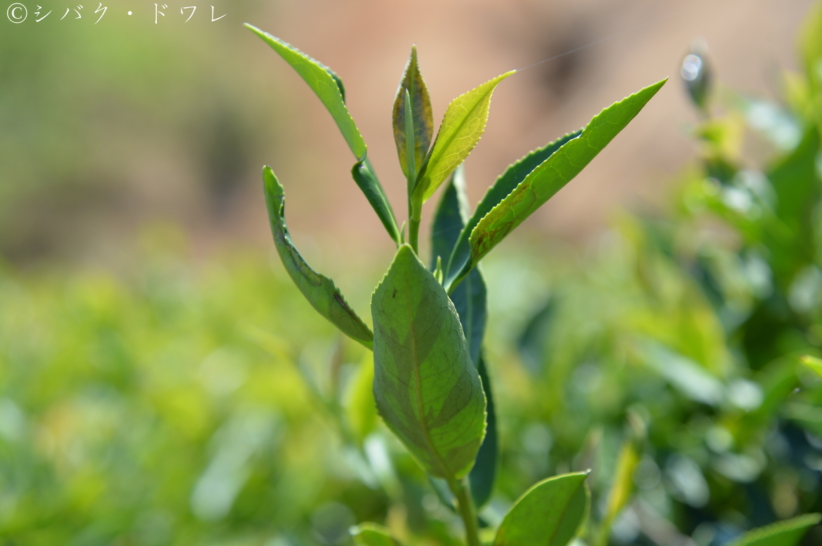 f:id:acsekitori:20190806160827j:plain