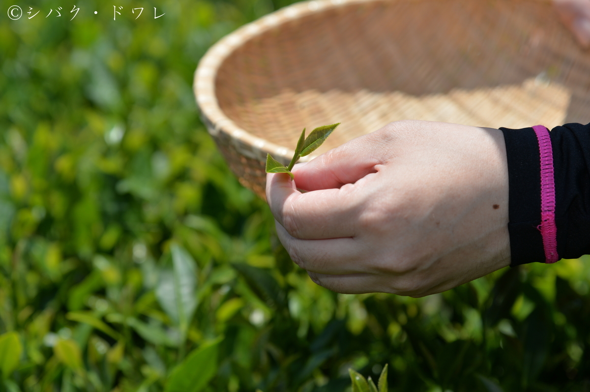 f:id:acsekitori:20190806161020j:plain