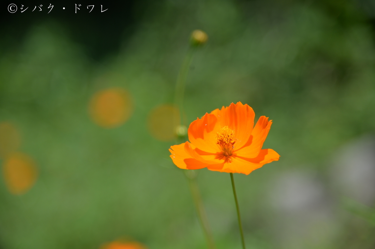 f:id:acsekitori:20190806161431j:plain