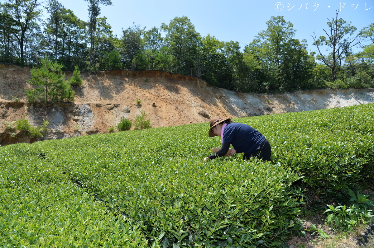 f:id:acsekitori:20190806162408j:plain