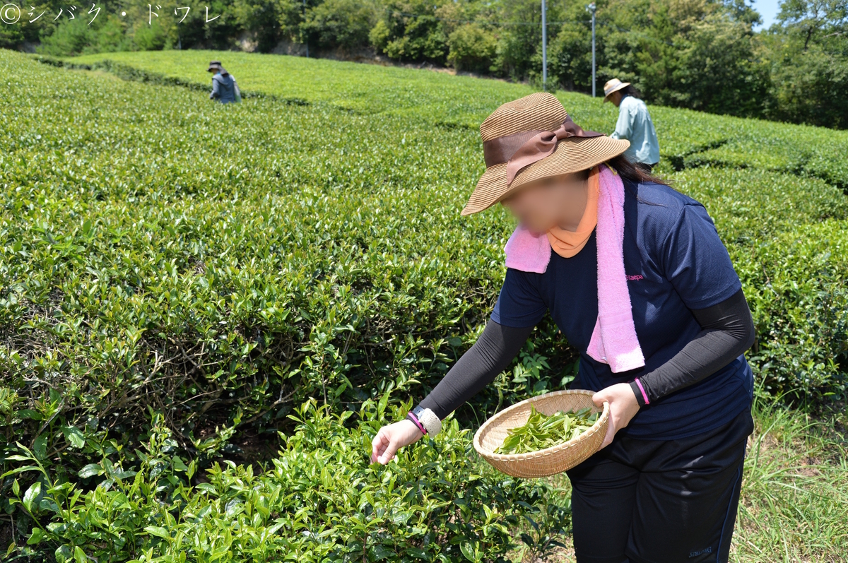 f:id:acsekitori:20190806162519j:plain