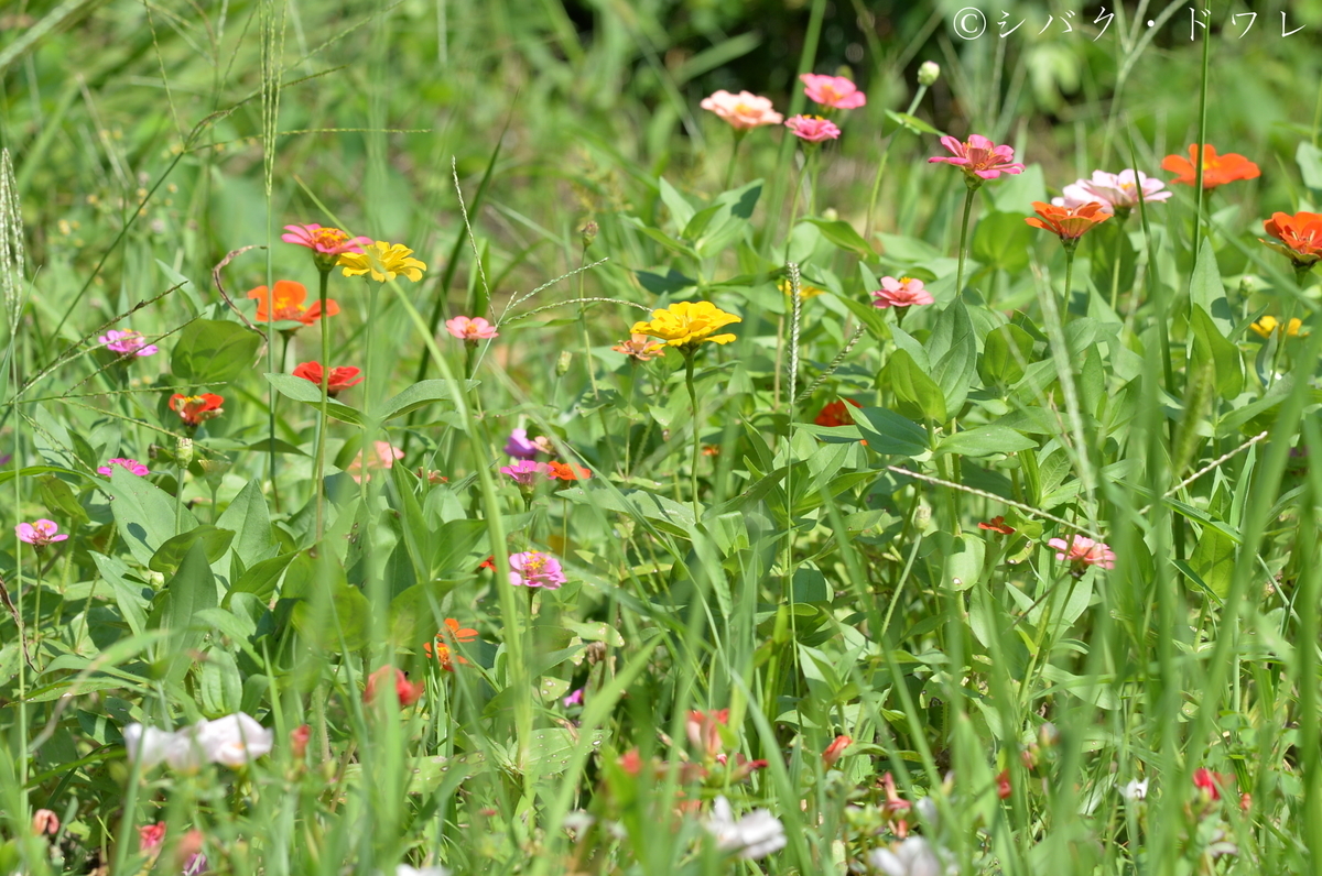 f:id:acsekitori:20190806163124j:plain