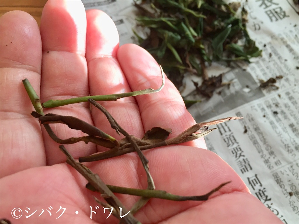 f:id:acsekitori:20190808135104j:image